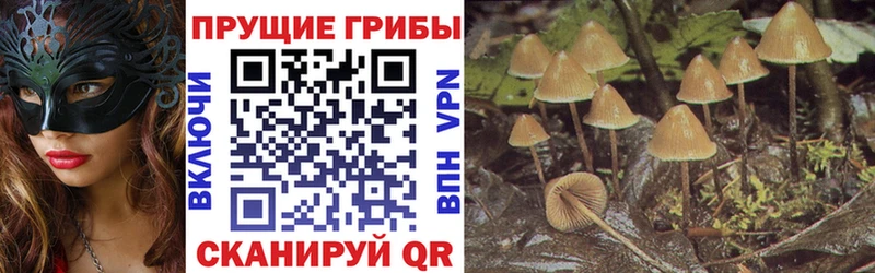 Галлюциногенные грибы прущие грибы  Купить закладки  Камбарка 